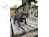PoulaTo: American Bully Puppies